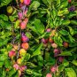 Santa Rosa Plum Tree 2ft Tall Now Live Fruit Tree