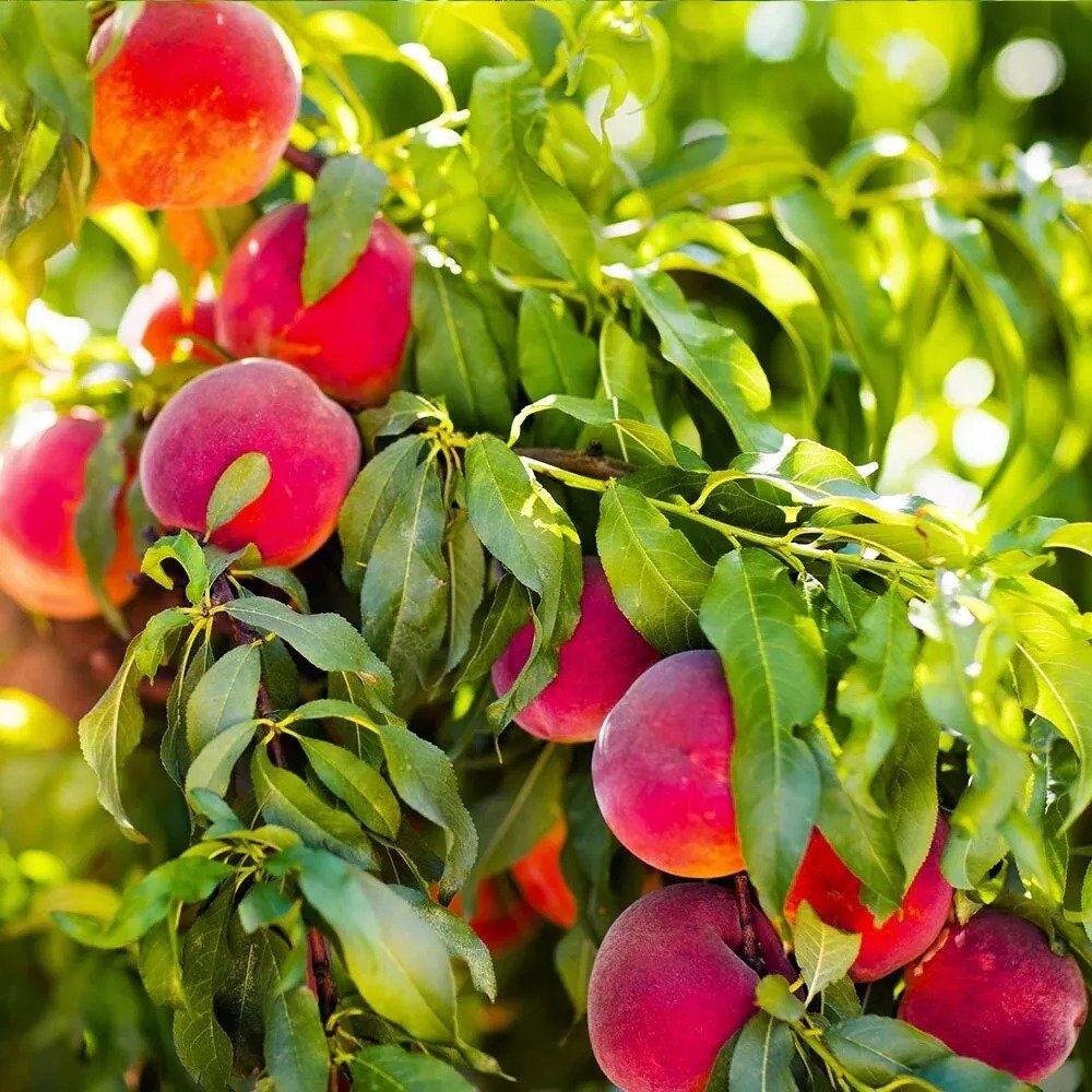 Red Haven Peach Tree 2-3ft Tall Now orchard