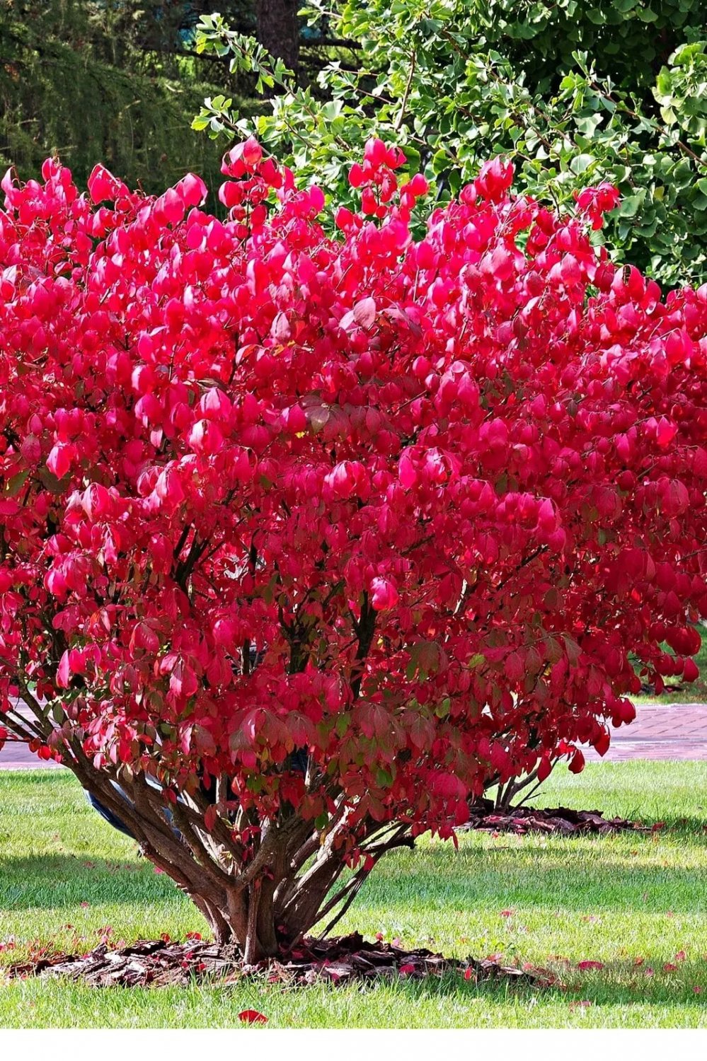 2 Burning Bush Shrubs 1ft Tall Now Ready To Plant Live Shrubs