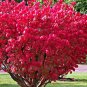 2 Burning Bush Shrubs 1ft Tall Now Ready To Plant Live Shrubs