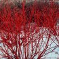 2 Red Twig dogwood Shrubs 2ft Tall Now Live Shrubs Ready To Plant Now