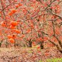 2 American Persimmon Trees 1-2 Ft Tall Now Live Trees Bare Root