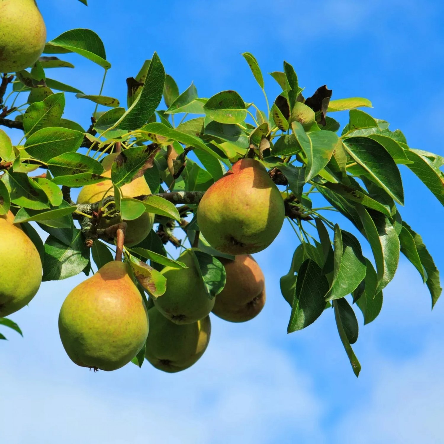 Moon Glow Pear Tree 2ft Tall Now Ready To Plant Live Fruit Tree