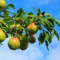Moon Glow Pear Tree 2ft Tall Now Ready To Plant Live Fruit Tree
