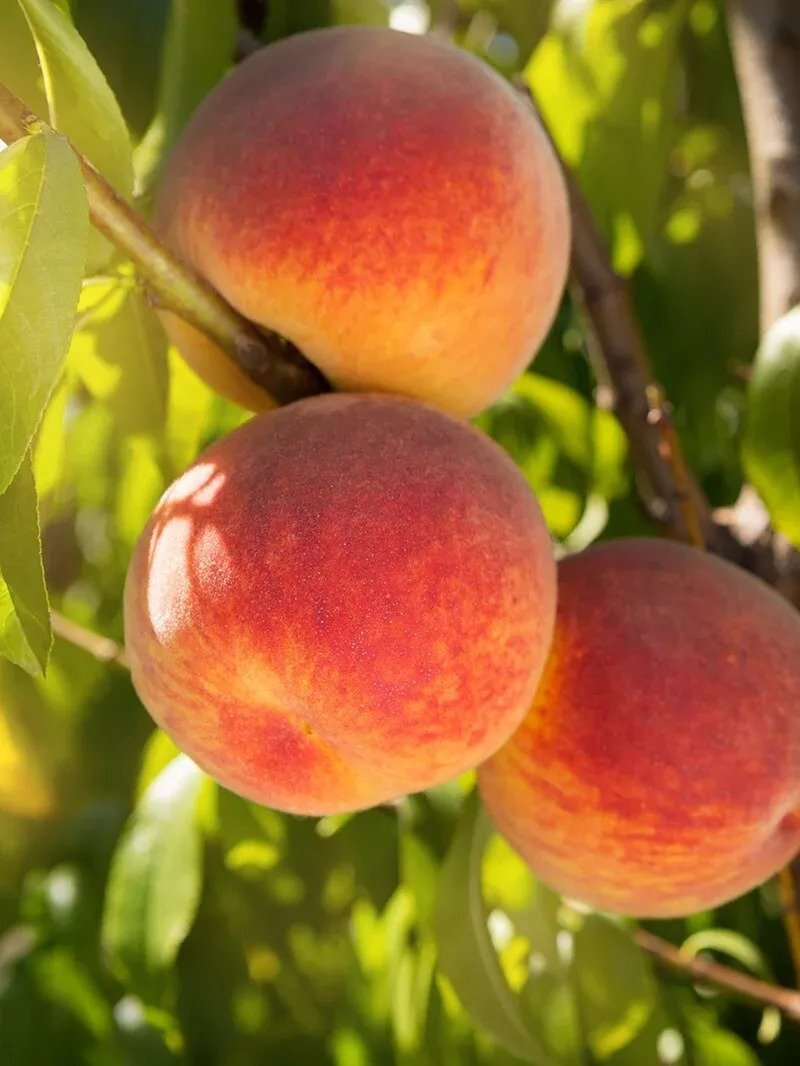 Red Skin Peach Tree 2-3ft Tall Now Live Fruit Tree Ready To Plant Now