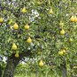 2 Kieffer Pear Trees 3 Ft Tall Now Live Fruit Trees Ready To Plant