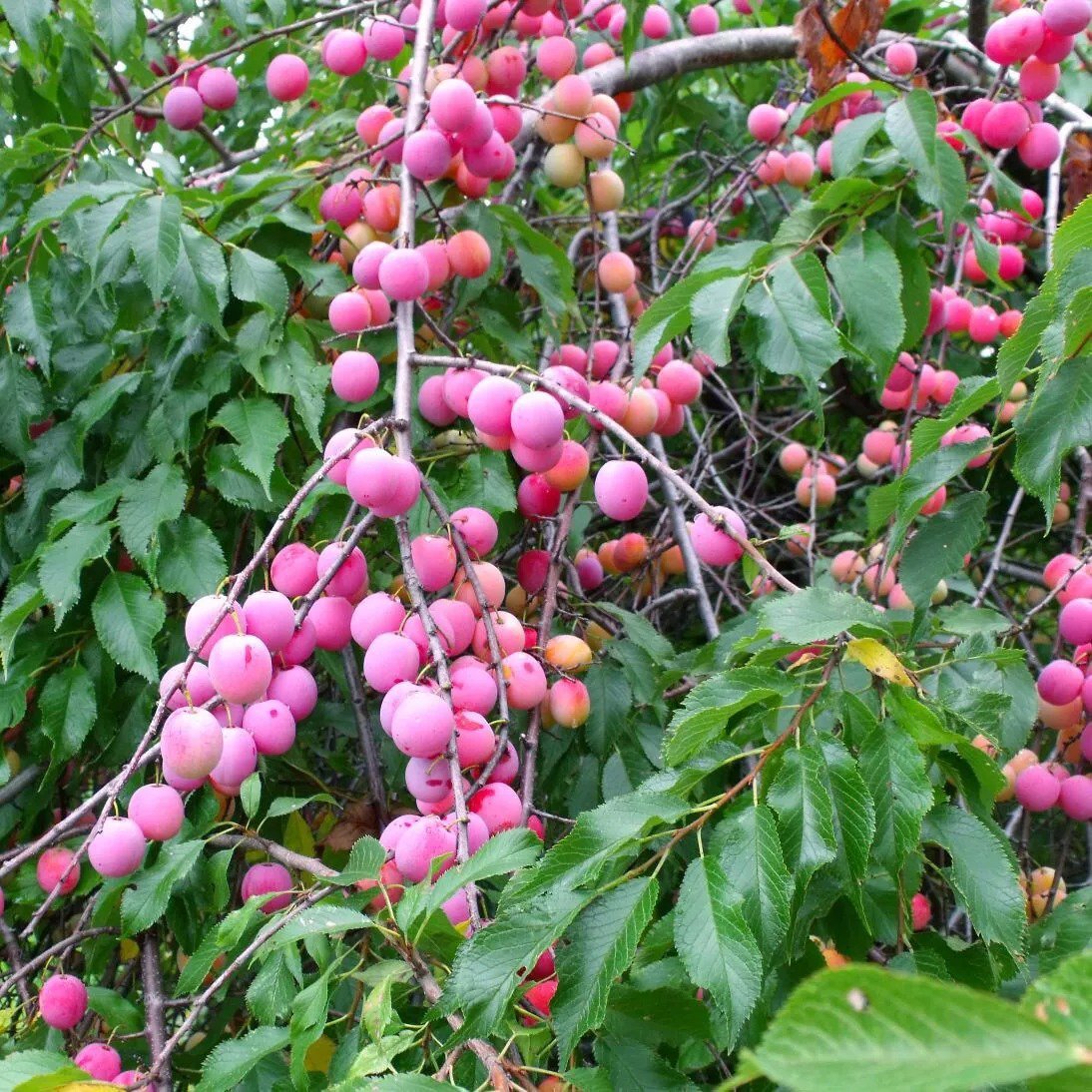2 American Plum Trees 2ft Tall Now Live Fruit Trees Ready To Plant
