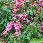 2 American Plum Trees 2ft Tall Now Live Fruit Trees Ready To Plant