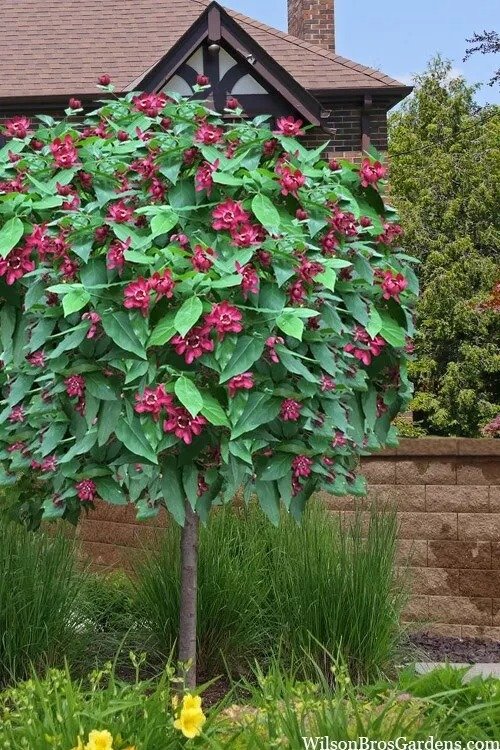 2 Sweet Shrubs 1-2 Ft Tall Now Live Flowering Shrubs Ready To Plant Now
