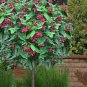 2 Sweet Shrubs 1-2 Ft Tall Now Live Flowering Shrubs Ready To Plant Now