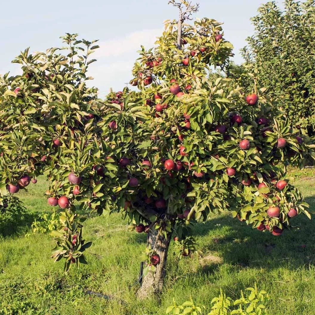 Arkansas Black Apple Tree 2ft tall Now