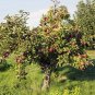 Arkansas Black Apple Tree 2ft tall Now