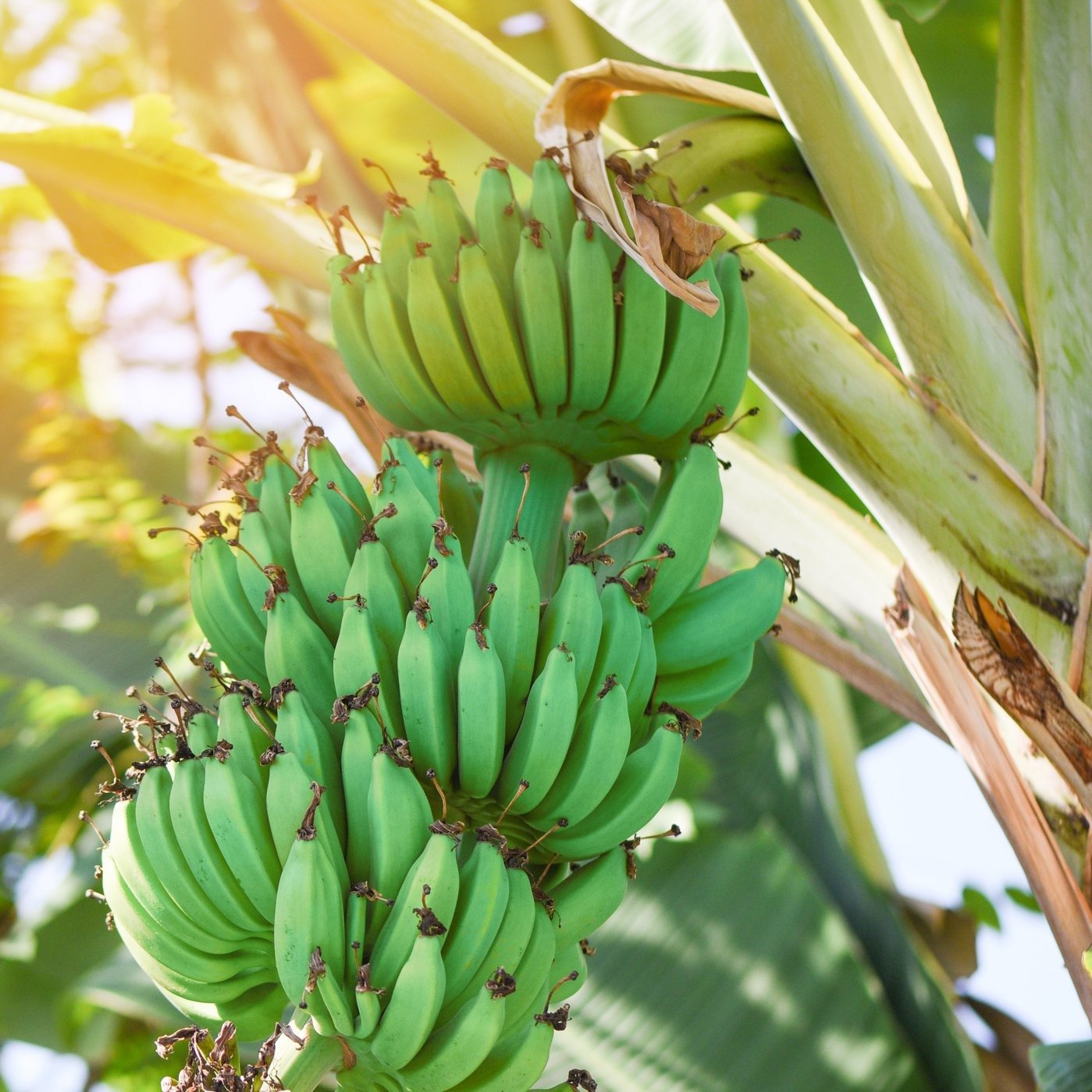 Ice Cream Banana 'Blue Java' Musa acuminata &Atilde;� balbisiana Live Plant