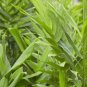 Galanga Thai Ginger Siamese Ginger Alpinia galangal Live Plant