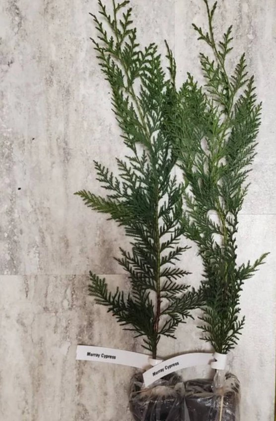 Murray Cypress Tree - Live Potted Plant - 6-12" Tall - 2.5" Pot - Christmas Tree