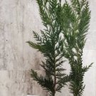 Murray Cypress Tree - Live Potted Plant - 6-12" Tall - 2.5" Pot - Christmas Tree