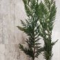 Murray Cypress Tree - Live Potted Plant - 6-12" Tall - 2.5" Pot - Christmas Tree