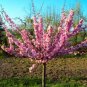 Pink Flowering Almond Shrub/Bush - 6-12" Tall Live Plant, 4" Pot, Prunus triloba