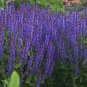 Evening Attire - Salvia Fashionista - Meadow Sage - Gallon Pot