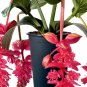 Royal Intenz Magnifica Medinilla Plant Live Well Rooted STARTER Plant VERY RARE
