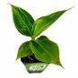 Little Prince Banana Musa Live Plant