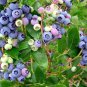 1 CHANDLER Northern Highbush Blueberry Healthy Live Plant