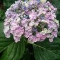 Ayesha Hydrangea Shrub/Bush 8-12" Tall Seedling Live Plant Quart Pot