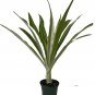 Variegated Crinum Lily - Crinum asiaticum variegata - 6" Pot