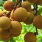 Longan Fruit Tree ( Kohala) Tropical Fruit Tree