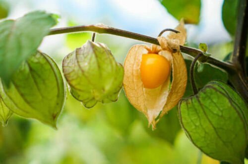 Physalis edulis (golden berry) live plant