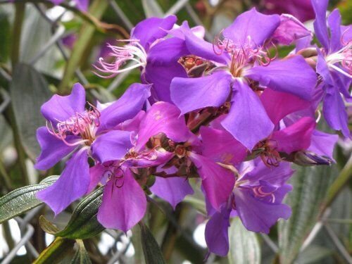 PURPLE GLORY TREE Live Tropical Plant Quick Growing Showy Bloom
