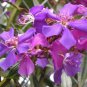 PURPLE GLORY TREE Live Tropical Plant Quick Growing Showy Bloom
