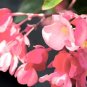 Angelwing Begonia Potted 3 -4 Inch Plant, Spotted Leaves