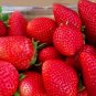 8 California Giant Strawberry Plants. Extra Large Sweet Berries. June Bearer.