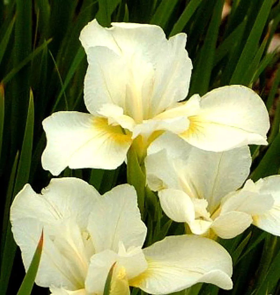 3 - Jumbo White Swirl Siberian Iris Rhizome/Roots. Super Healthy, Fast Growing