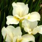 3 - Jumbo White Swirl Siberian Iris Rhizome/Roots. Super Healthy, Fast Growing