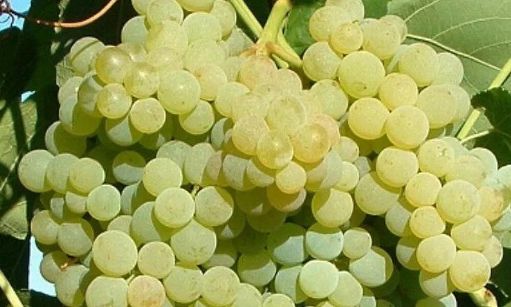 5 - Himrod Seedless Table Grape Plant, Bare Root. 12-18", Guaranteed Healthy
