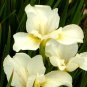 10 - Jumbo White Swirl Siberian Iris Rhizome/Roots. Super Healthy, Fast Growing
