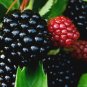 1 - Himalayan Blackberry 7+ year old plant. Large Sweet Berries, Very Prolific