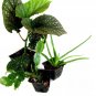 Triple House Plant Collection, Spotted Angelwing, Aloe Vera & Xmas Cactus, 6-12"