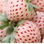 1 Large Potted Pineapple Strawberry Plant. Exquisite Tasting. Hardy June Bearer