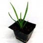 Small Potted Aloe Vera Plant, 3-4 inches. Guaranteed Healthy. Medical Aloe