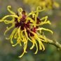 Lot of 3: Witch Hazel Shrubs, 10+inch, Fast Growing Flowering Medicinal Bushes