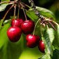 1 "Montmorency" Tart Cherry Tree, 18+ inch, Fast Growing Fruit for Gardens