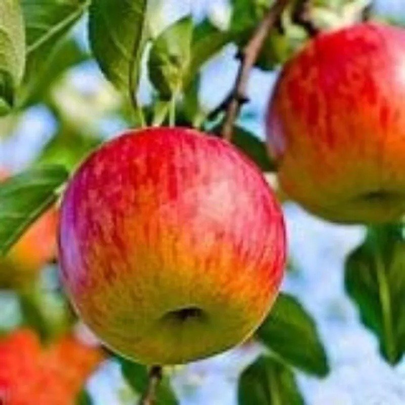 1 Fuji Apple Tree, 18+ inch, Fast Growing Fruit for Gardening; Order & Plant Now