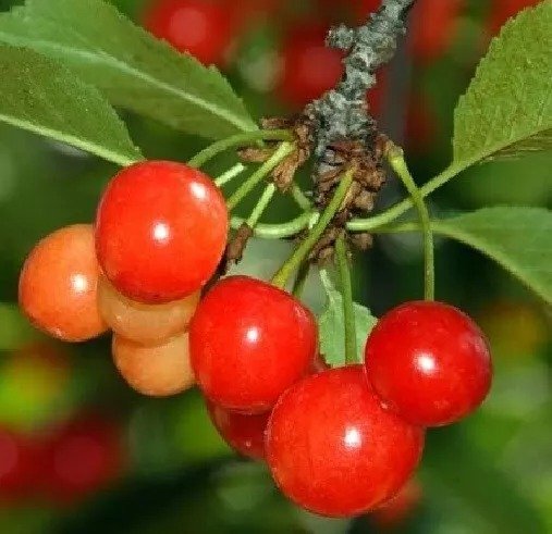1 "North Star" Tart Cherry Tree, 18+ inch, Fast Growing Fruit for Gardens & Pie