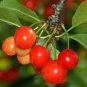 1 "North Star" Tart Cherry Tree, 18+ inch, Fast Growing Fruit for Gardens & Pie