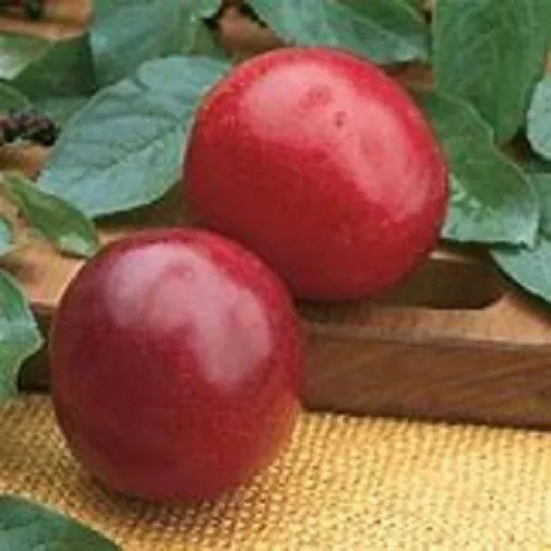 1 Santa Rosa Plum Tree, 18+inch, Fast Growing Fruit for Gardens, Order Now