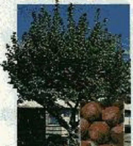 1 Pecan Tree, 15+inch, Fast Growing Shade and Nuts for Home Garden Landscaping