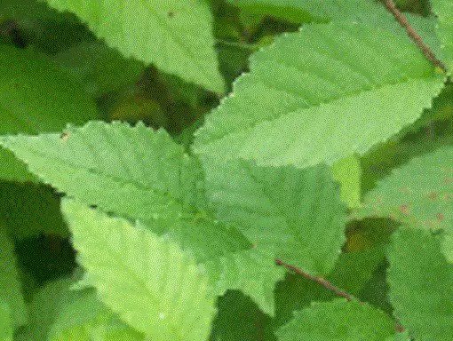 1 American Elm Tree, 15+ inch, Fast Growing Shade in Home Garden Landscaping